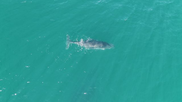 PUNTA GORDA BEACH BCS-2023: Whale Gliding Through Clear Turquoise Sea