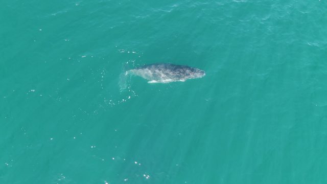 PUNTA GORDA BEACH BCS-2023: Whale Gliding Through Clear Turquoise Ocean Water