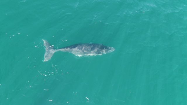 PUNTA GORDA BEACH BCS-2023: Whale Swimming in Clear Turquoise Water
