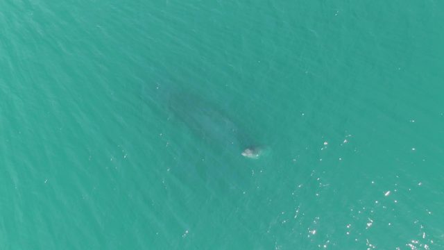 PUNTA GORDA BEACH BCS-2023: Whale Surfacing in Clear Turquoise Water