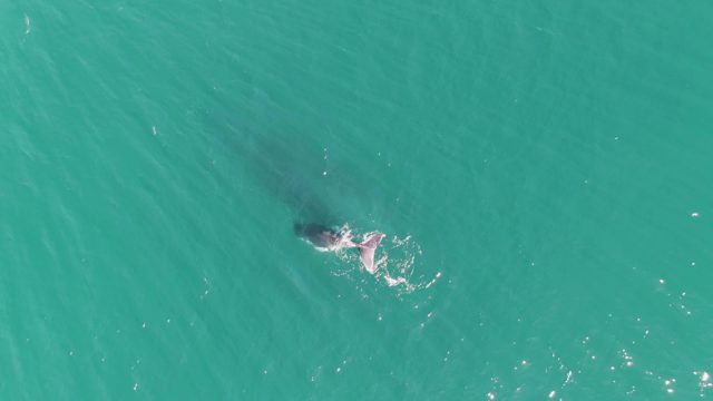 PUNTA GORDA BEACH BCS-2023: Whale Swimming in Turquoise Ocean Waters