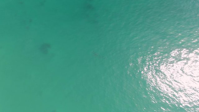 PUNTA GORDA BEACH BCS-2023: Swimmer Moving Through Clear Turquoise Ocean Water