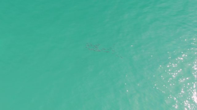PUNTA GORDA BEACH BCS-2023: Small Fish Swimming in Turquoise Ocean Water