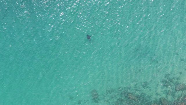 PUERTO LOS CABOS BEACH BCS-2023: Person Swimming in Clear Turquoise Water