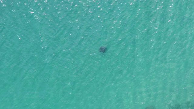 PUERTO LOS CABOS BEACH BCS-2023: Marine Animal Swimming in Clear Ocean Water