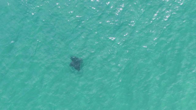 PUERTO LOS CABOS BEACH BCS-2023: Manta Ray Gliding Through Clear Turquoise Water