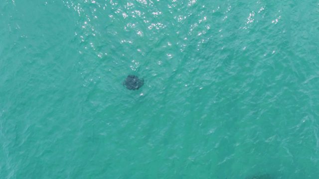PUERTO LOS CABOS BEACH BCS-2023: Stingray Swimming in Clear Turquoise Ocean Water
