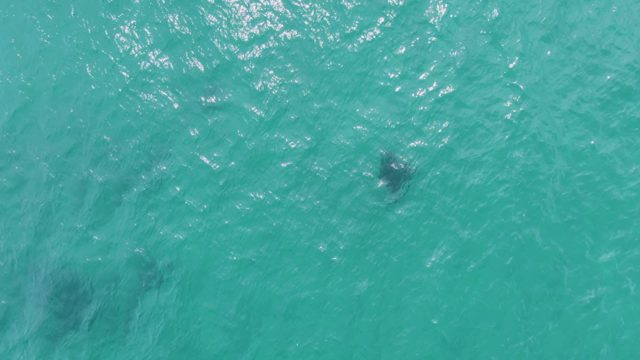 PUERTO LOS CABOS BEACH BCS-2023: Sea Turtles Swimming in Clear Turquoise Water