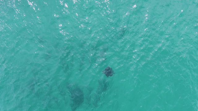 PUERTO LOS CABOS BEACH BCS-2023: Manta Rays Gliding Through Turquoise Ocean Waters