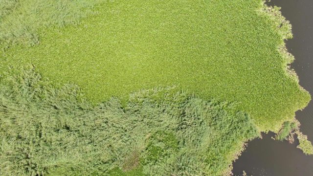 PUERTO LOS CABOS BEACH BCS-2023: Green Field and Water Body From Above