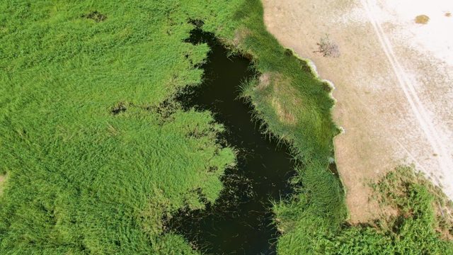 PUERTO LOS CABOS BEACH BCS-2023: Receding Water and Expanding Reeds in a Wetland