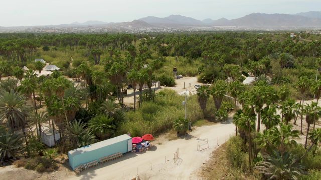 PUERTO LOS CABOS BEACH BCS-2023: Palm Grove and Dirt Road From Above