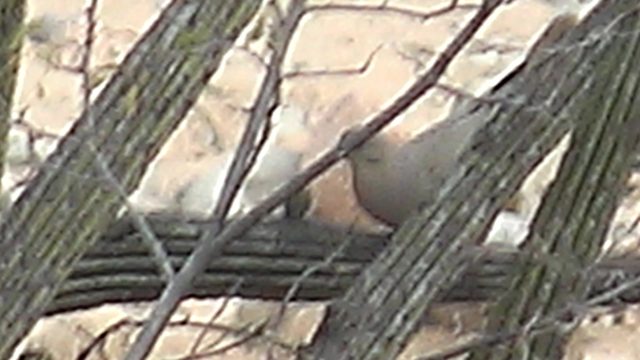 Desert Dove Perched on Saguaro Cactus