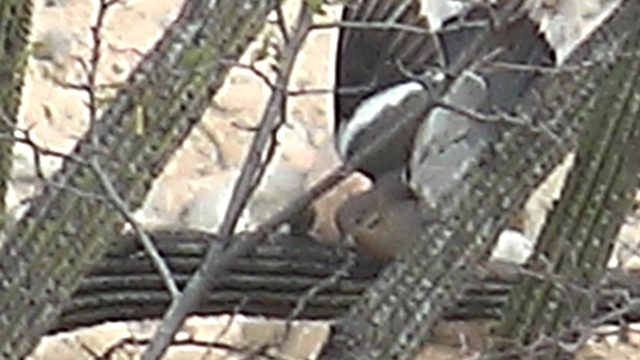 Desert Bird Perching and Taking Flight