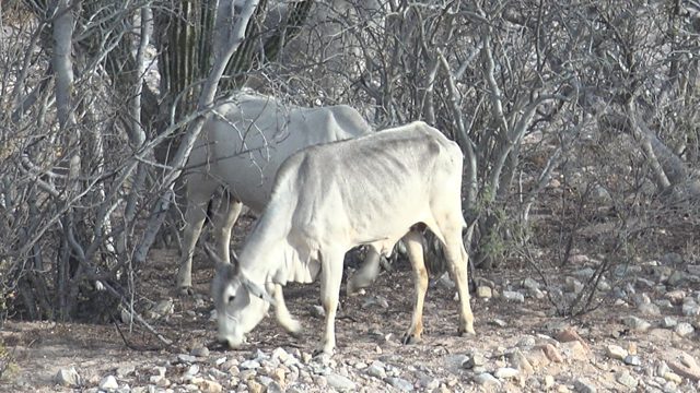White Cattle Moving Through Dry Bushland