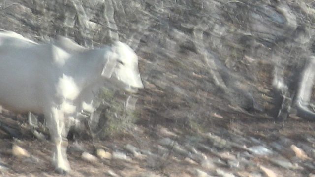 White Cow Moving Through Dry Bushland