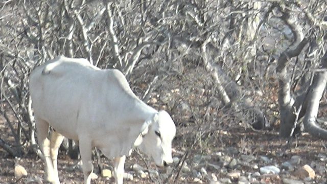 White Cow Walking Through Dry Rocky Terrain
