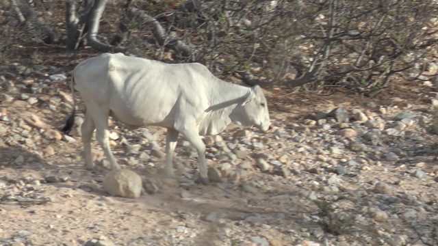 Cattle Moving Through Arid Desert Terrain
