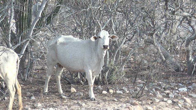 White Cattle Moving in Arid Bushland