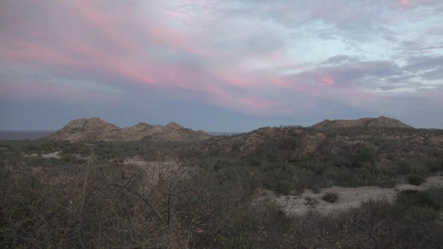 Twilight Desert Scene with Gentle Wind in Branches