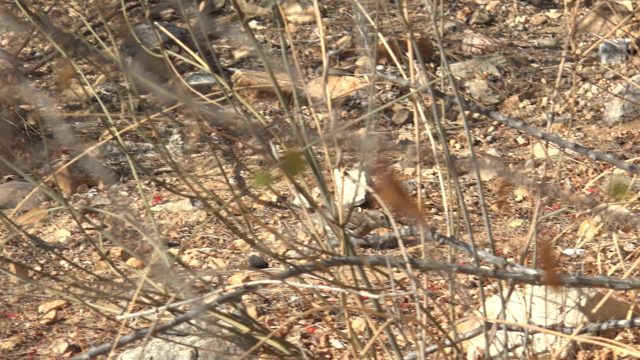 Red Berry Among Dry Twigs and Rocky Ground