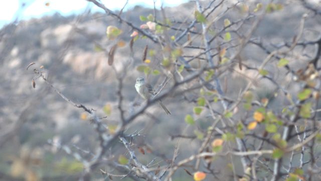 Small Bird Perched on Branch, Moving Closer