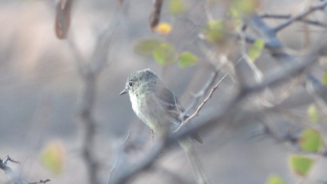 Small Bird Perched on a Branch, Subtle Head Movements