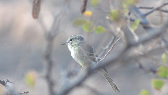 Small Bird Perched on a Tree Branch