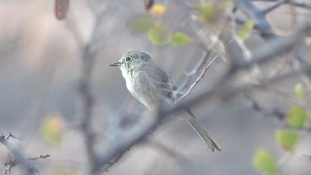Small Bird Perched on Branch Adjusting Head
