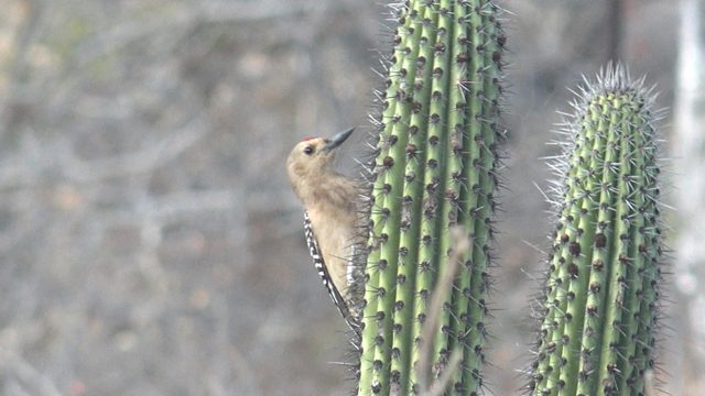Woodpecker Perching on Cactus in Desert