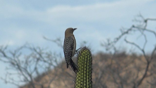 Woodpecker on Cactus in Arid Landscape