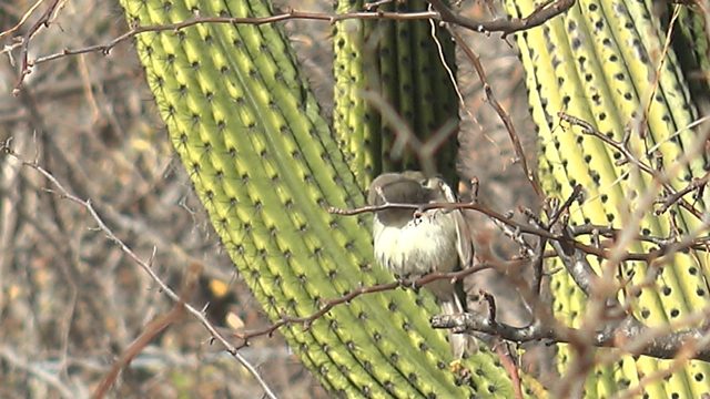 Small Bird Perched on Thorny Branch Near Cactus