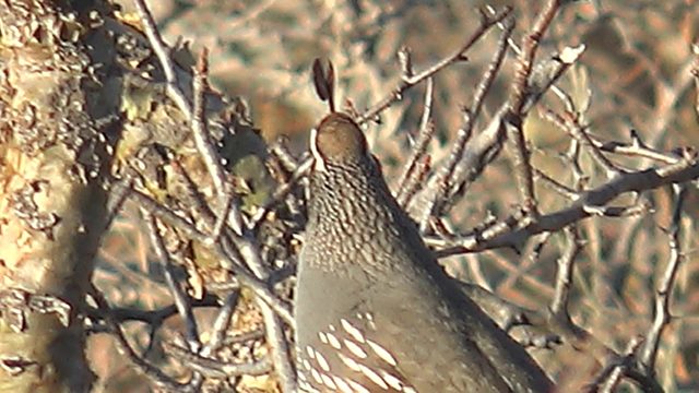 Quail Perched on a Tree Branch Moves and Departs