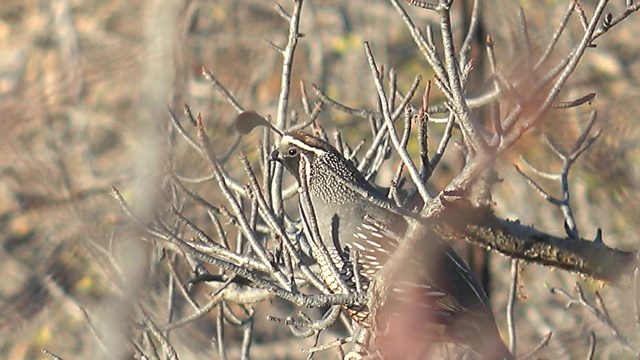 Quail Perched on Thorny Branch, Head Movements