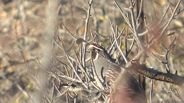 Quail on a Thorny Branch in Arid Landscape