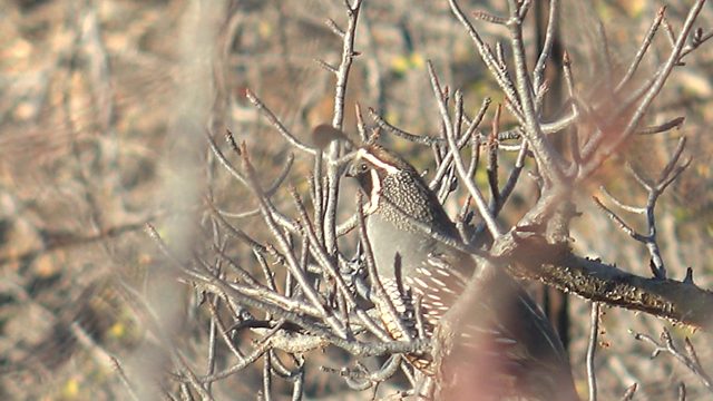 Quail in Dry Bush Moves and Departs
