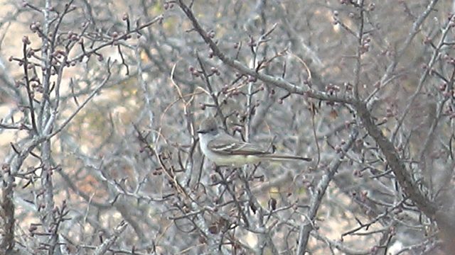 Small Bird Perched on Bare Tree Branch