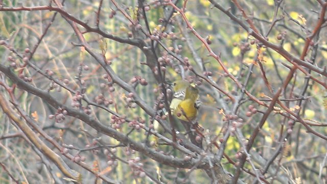 Small Bird Foraging on Berry-Laden Branches