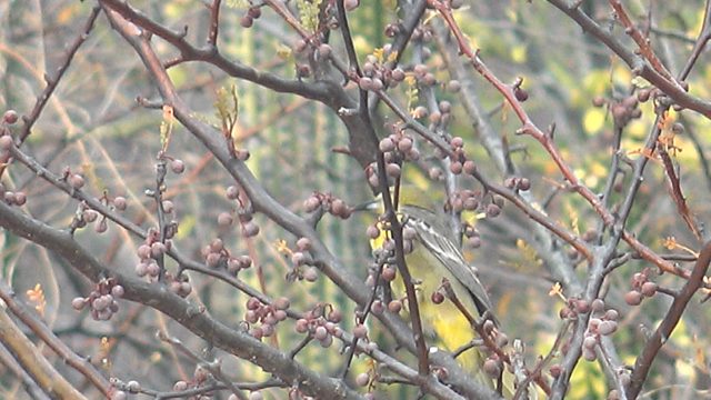 Yellow Bird Feeding on Tree Berries