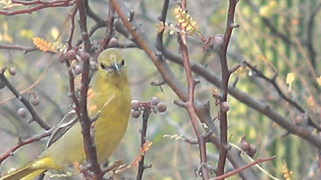 Yellow Bird on Thorny Bush Then Departs