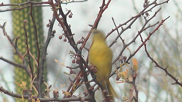 Yellow Bird Perched on Thorny Branch with Cactus