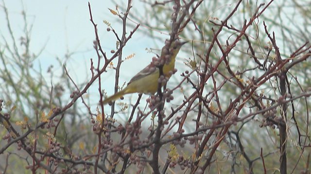 Small Yellow Bird Perched Among Thorny Branches