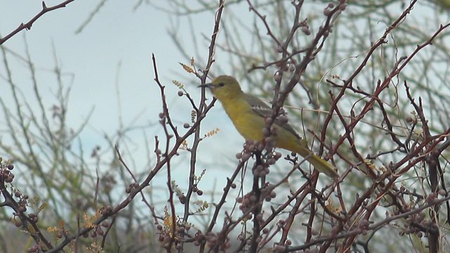 Yellow Bird Perched on a Thorny Branch