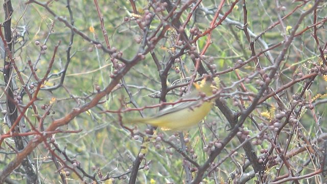 Yellow Bird Perched and Moving on Thorny Branch