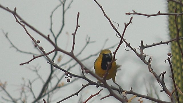 Yellow Bird Pecking at a Desert Branch