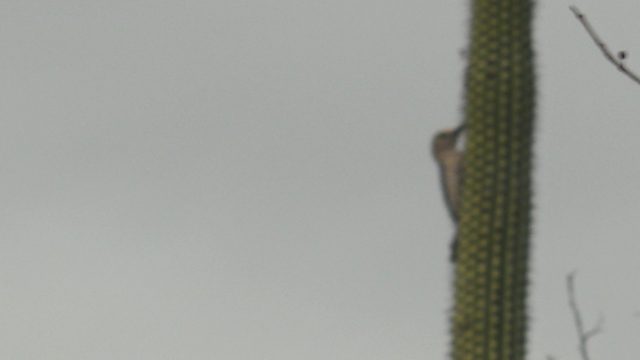 Woodpecker Climbing a Spiky Cactus Stem