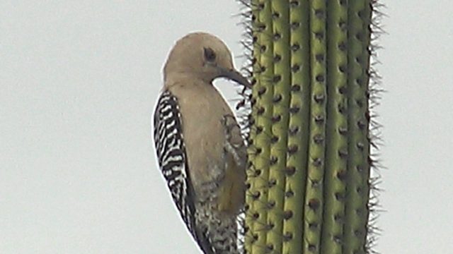 Woodpecker Foraging on Saguaro Cactus