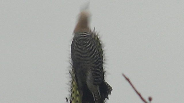 Woodpecker Foraging on Cactus Stem
