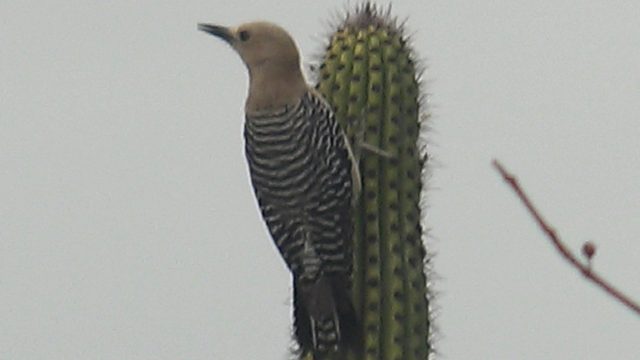 Woodpecker Perched on Cactus, Beak Moving