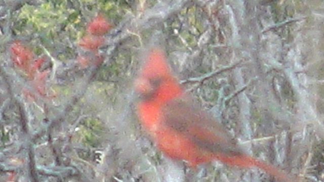 Red Cardinal Perched on a Branch Then Flies Away
